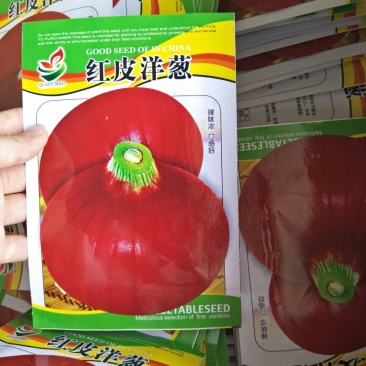 洋葱种子