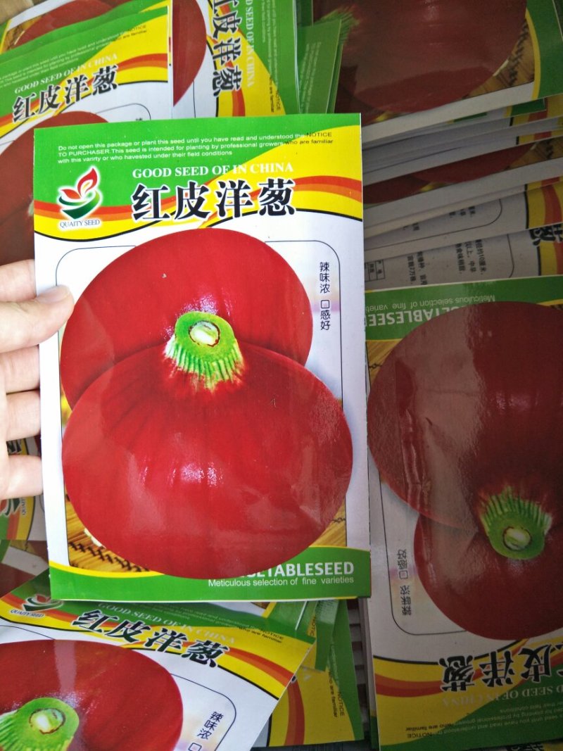 洋葱种子