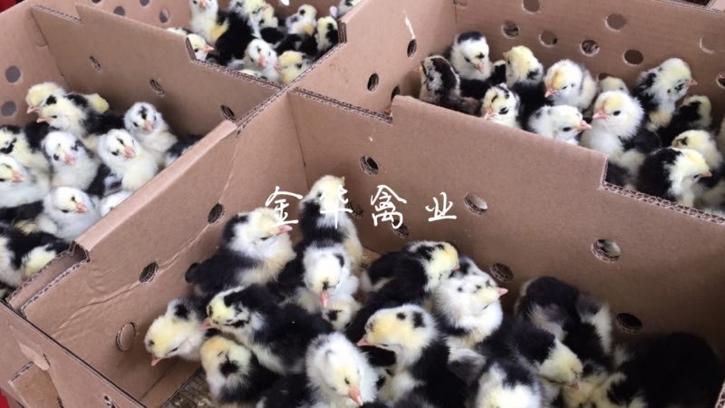 贵妃鸡苗