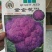 西蓝花种子