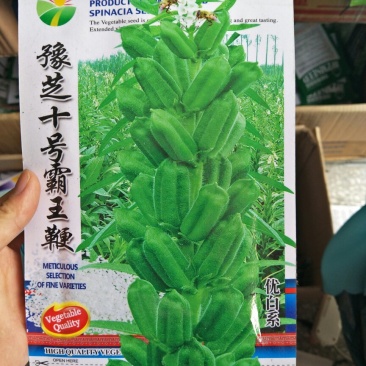 芝麻种子