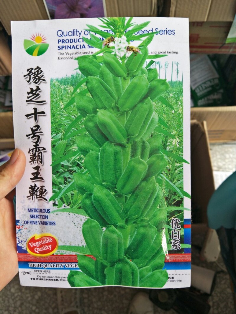 芝麻种子