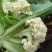 白花菜花紧密乳白2斤货源充足，价格美丽，欢迎你的到