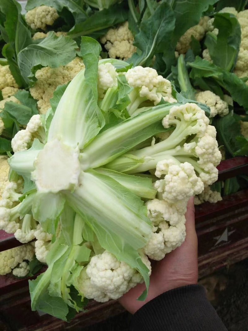 白花菜花紧密乳白2斤货源充足，价格美丽，欢迎你的到