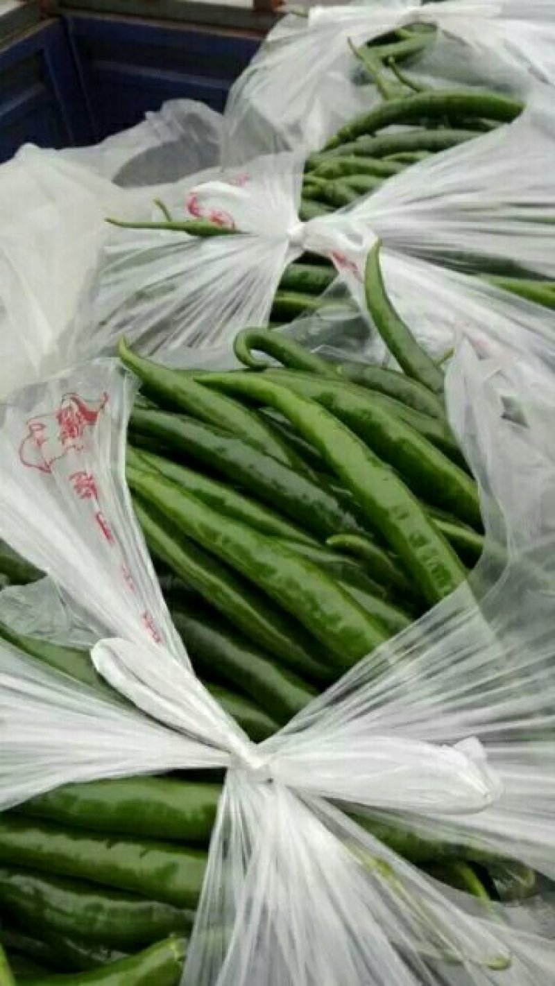 尖椒，线椒，青椒，西红柿
