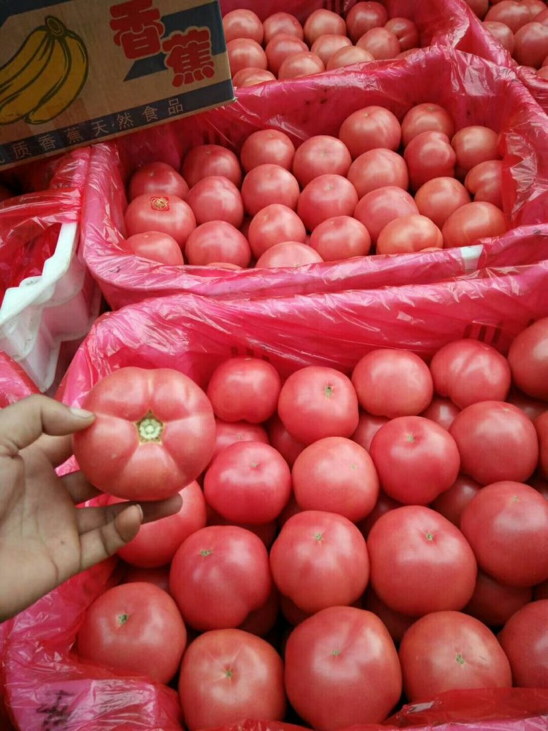 西红柿以大量上市有需要的请与我联系