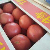 西红柿以大量上市有需要的请与我