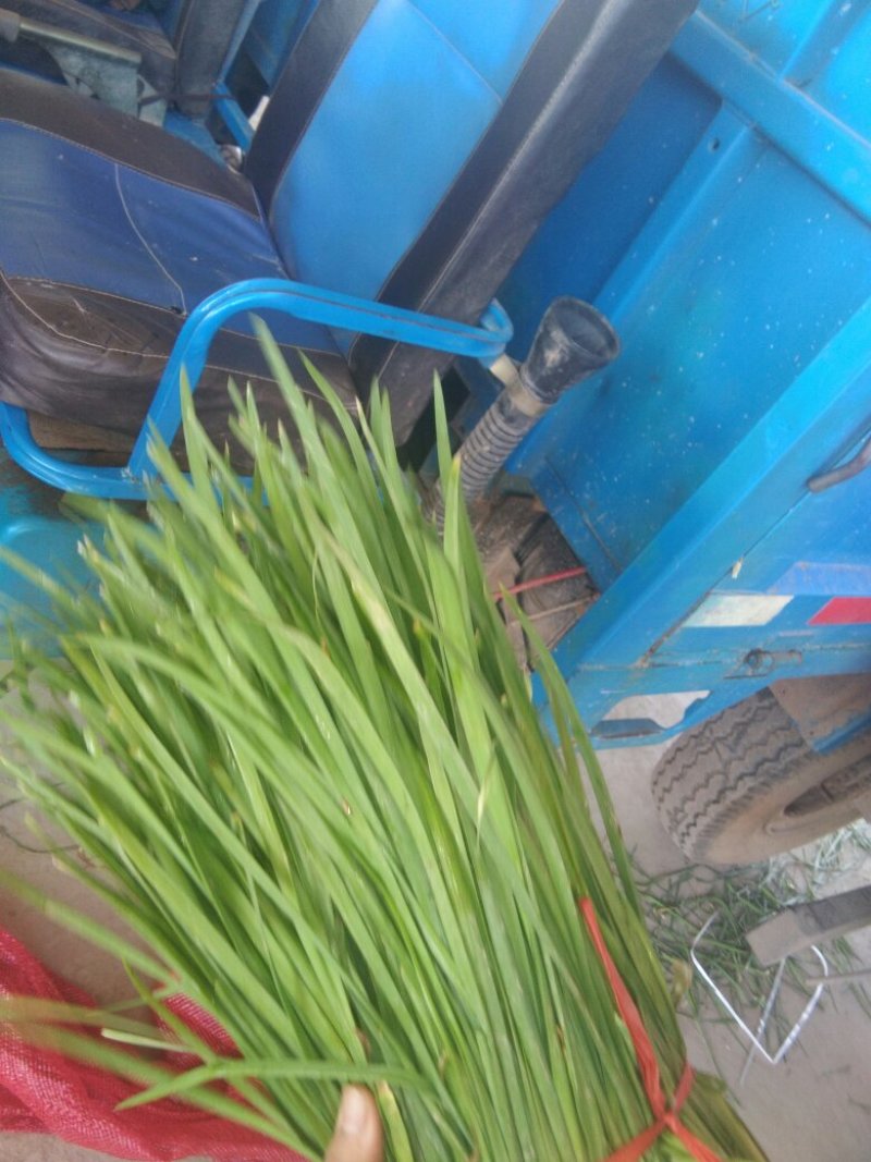 大量韭菜出售。头茬，二茬，平茬