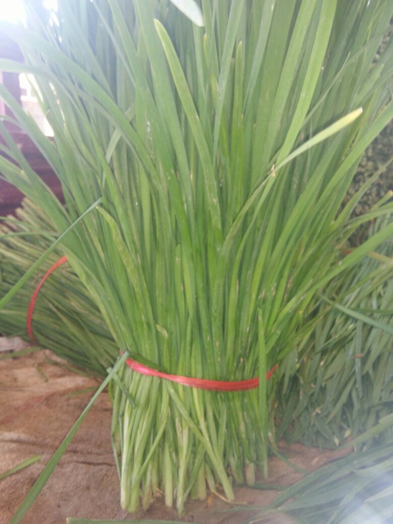 大量韭菜出售。头茬，二茬，平茬