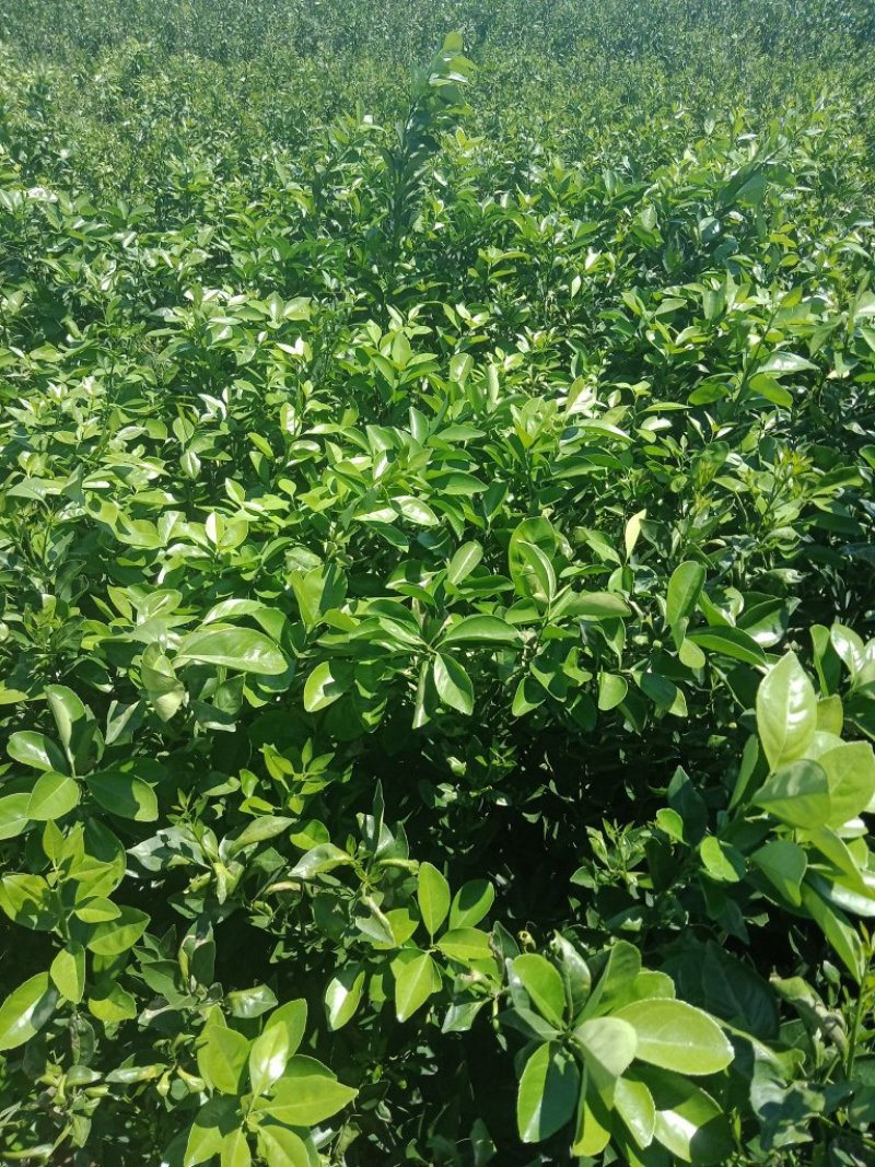 大量出售纽荷尔脐橙苗夏橙爱媛38世纪红伦晚树苗