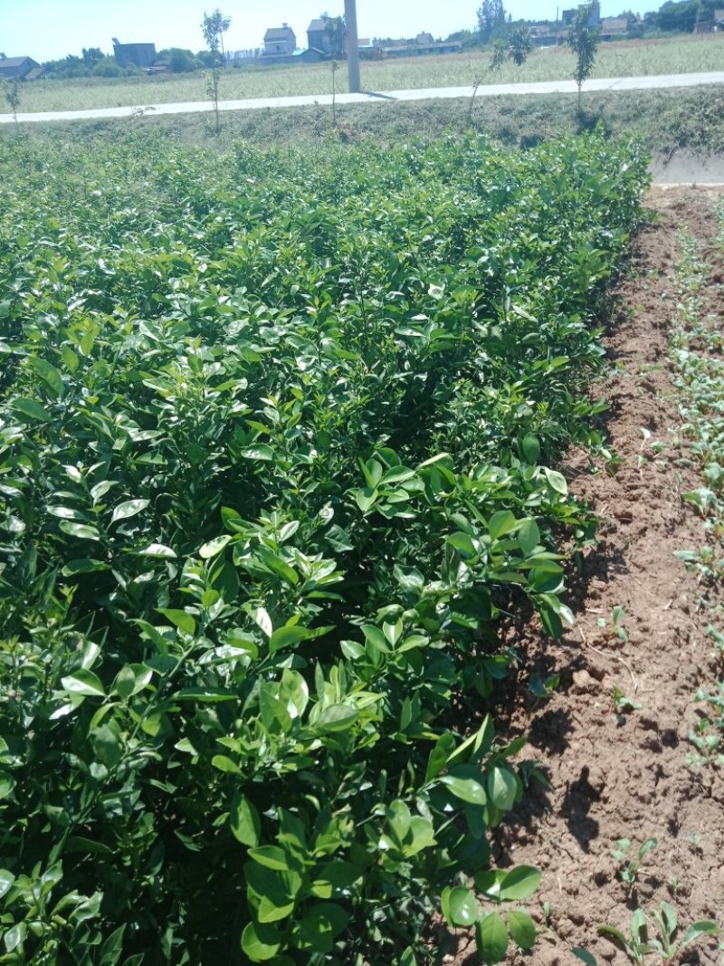 大量出售纽荷尔脐橙苗夏橙爱媛38世纪红伦晚树苗