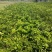 大量出售纽荷尔脐橙苗夏橙爱媛38世纪红伦晚树苗