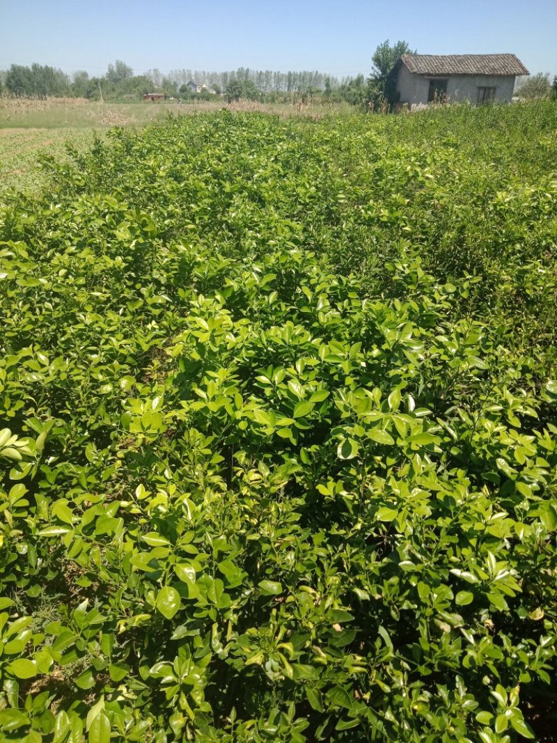 大量出售纽荷尔脐橙苗夏橙爱媛38世纪红伦晚树苗