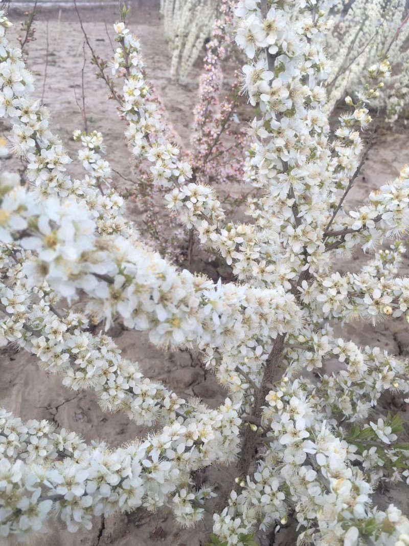 中华钙果苗，当年106钙果苗，两年苗