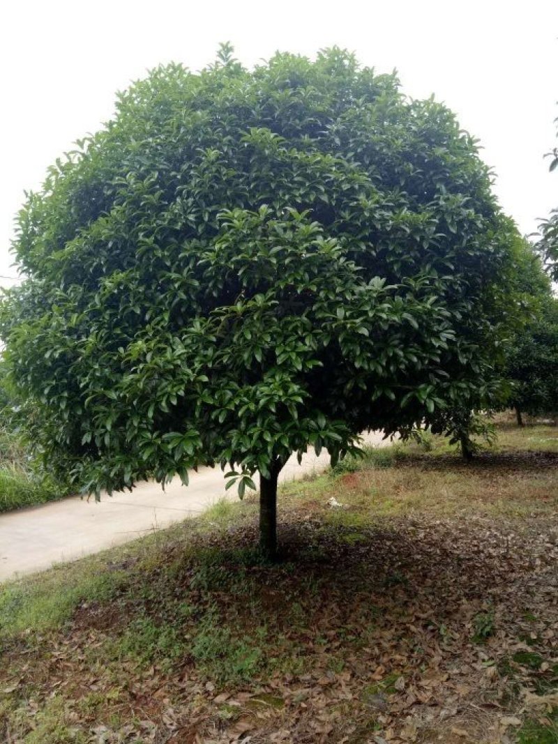 桂花树，大桂花树，金桂，丹桂，八月桂，1一30公分热卖中
