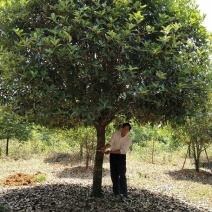 桂花树，大桂花树，金桂，丹桂，八月桂，1一30公分热卖中