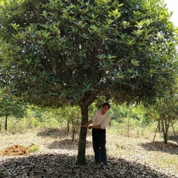 桂花树，大桂花树，金桂，丹桂，八月桂，1一30公分热卖中