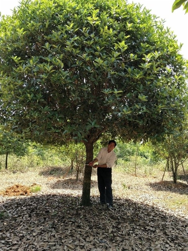 桂花树，大桂花树，金桂，丹桂，八月桂，1一30公分热卖中