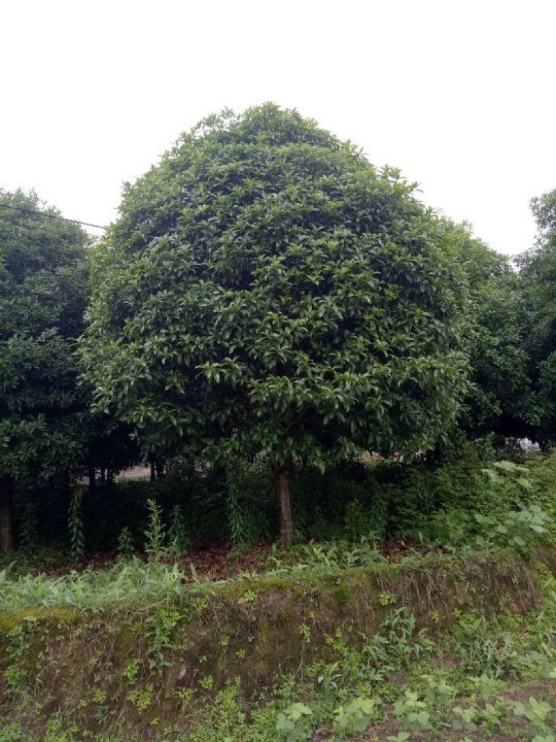 桂花树，大桂花树，金桂，丹桂，八月桂，1一30公分热卖中