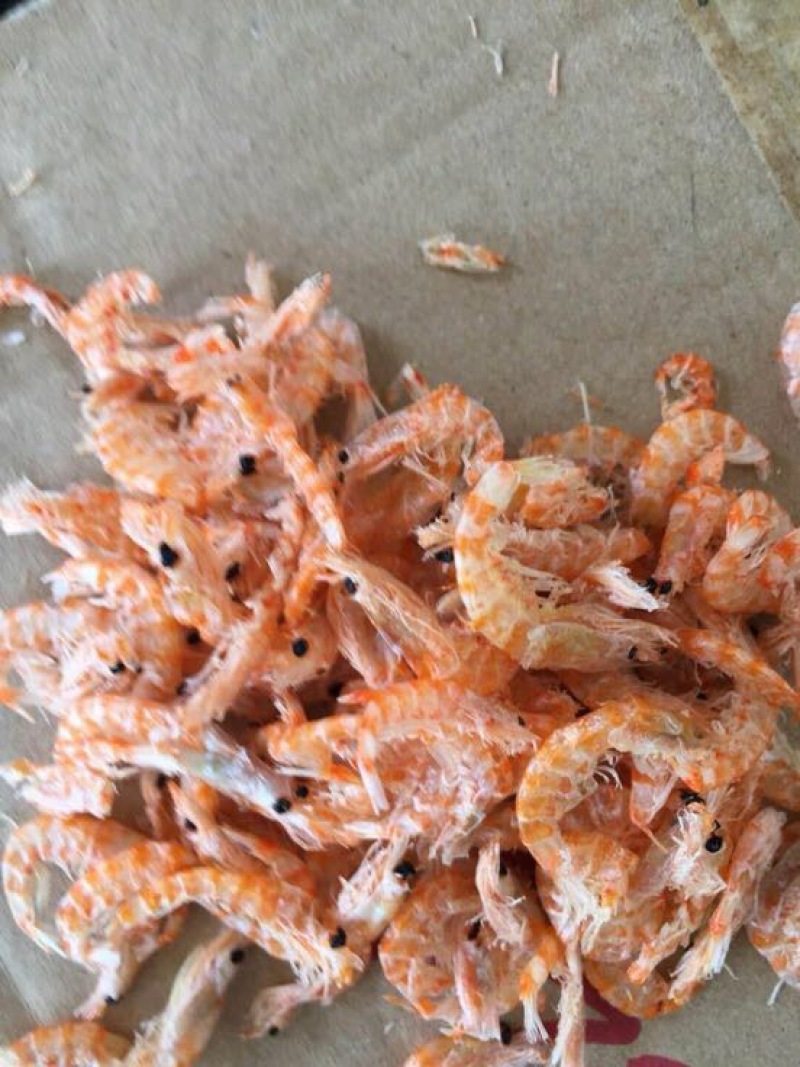 南极磷虾