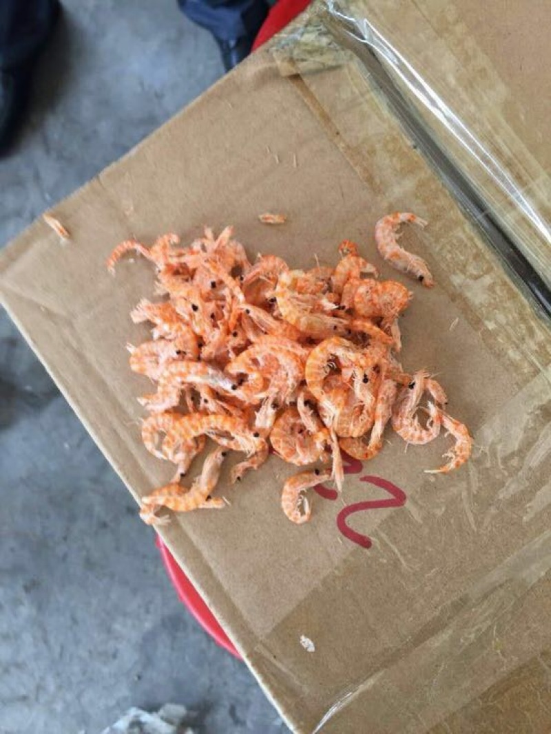 南极磷虾