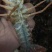 克氏原螯淡水小龙虾，种虾，虾苗