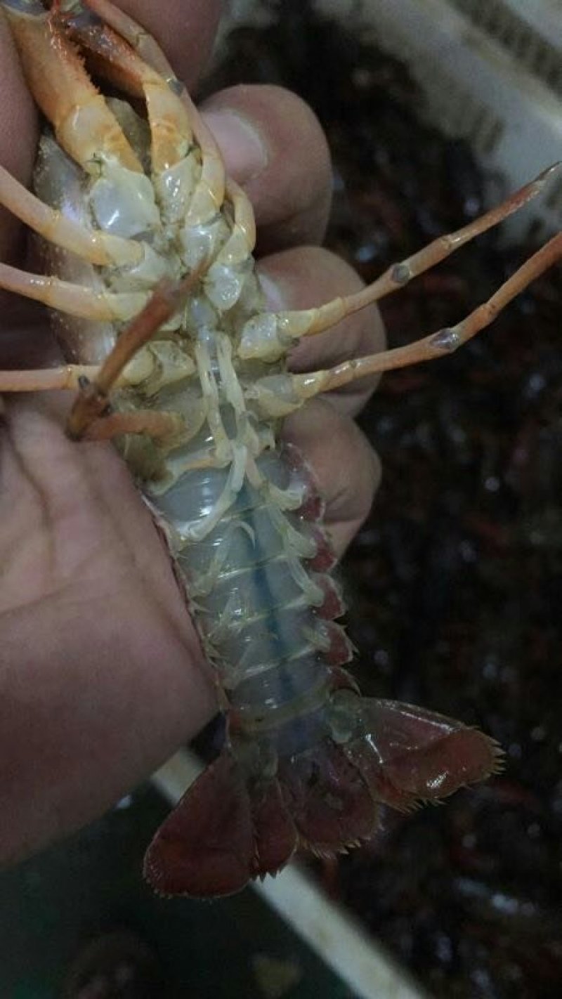 克氏原螯淡水小龙虾，种虾，虾苗