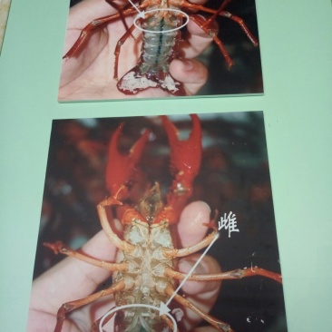 克氏原螯淡水小龙虾，种虾，虾苗