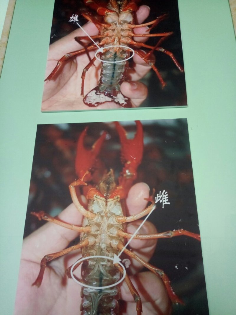 克氏原螯淡水小龙虾，种虾，虾苗