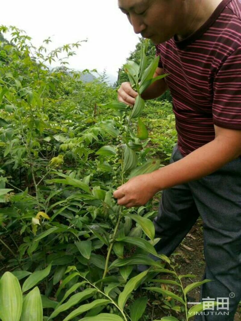 九华山黄精种子