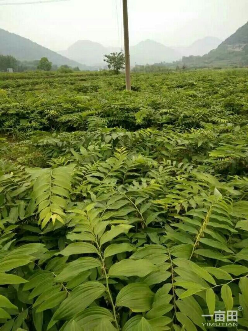 九华山黄精种子