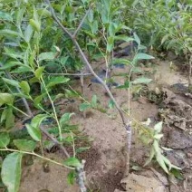 基地直销冬枣树苗1--5公分3公分枣树苗价格
