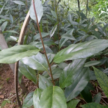 布福娜小苗订购中