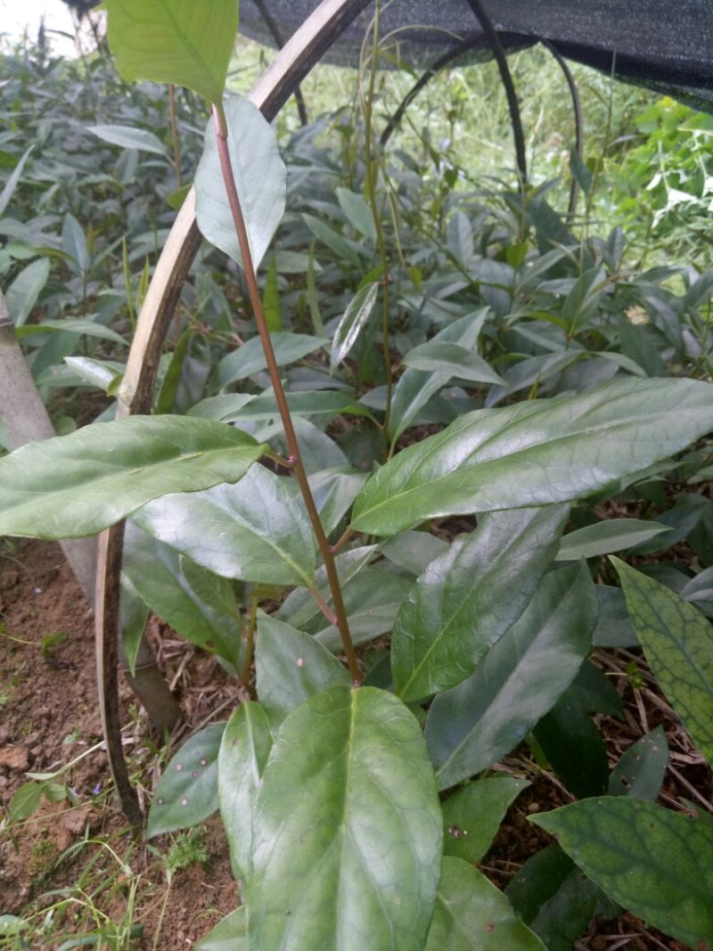 布福娜小苗订购中