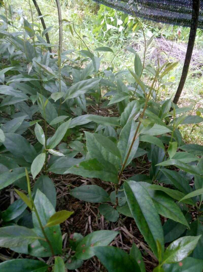 布福娜小苗订购中