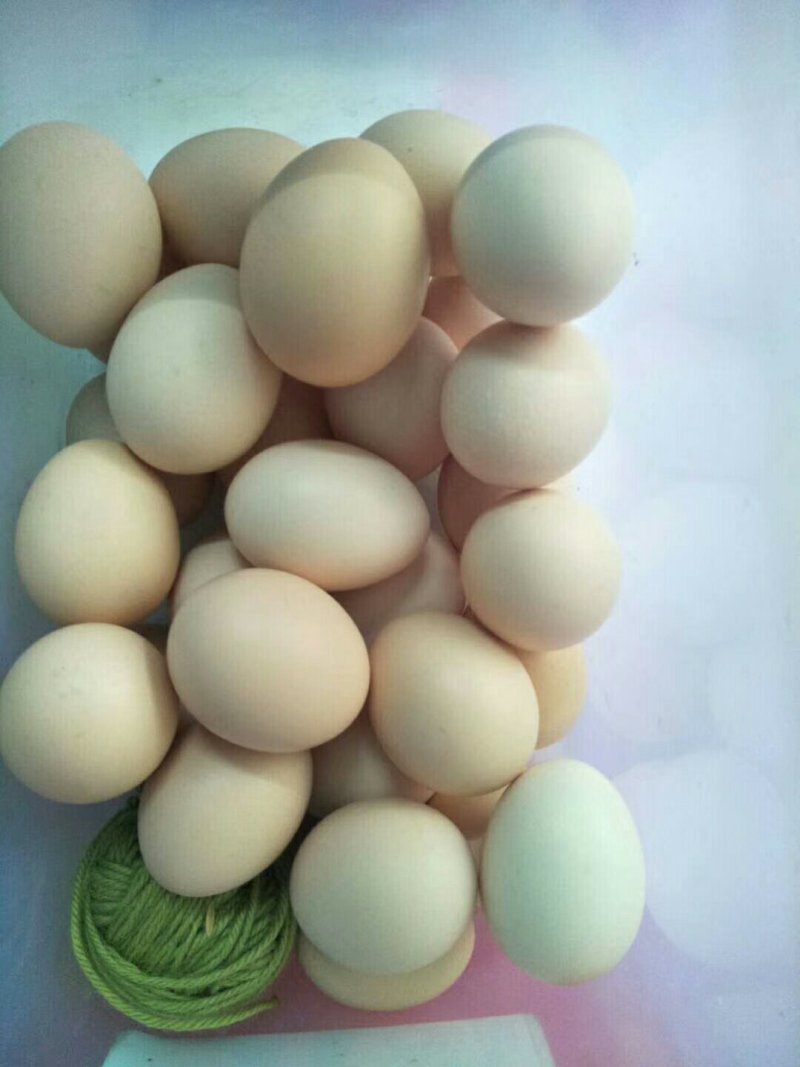 散养青麻鸡