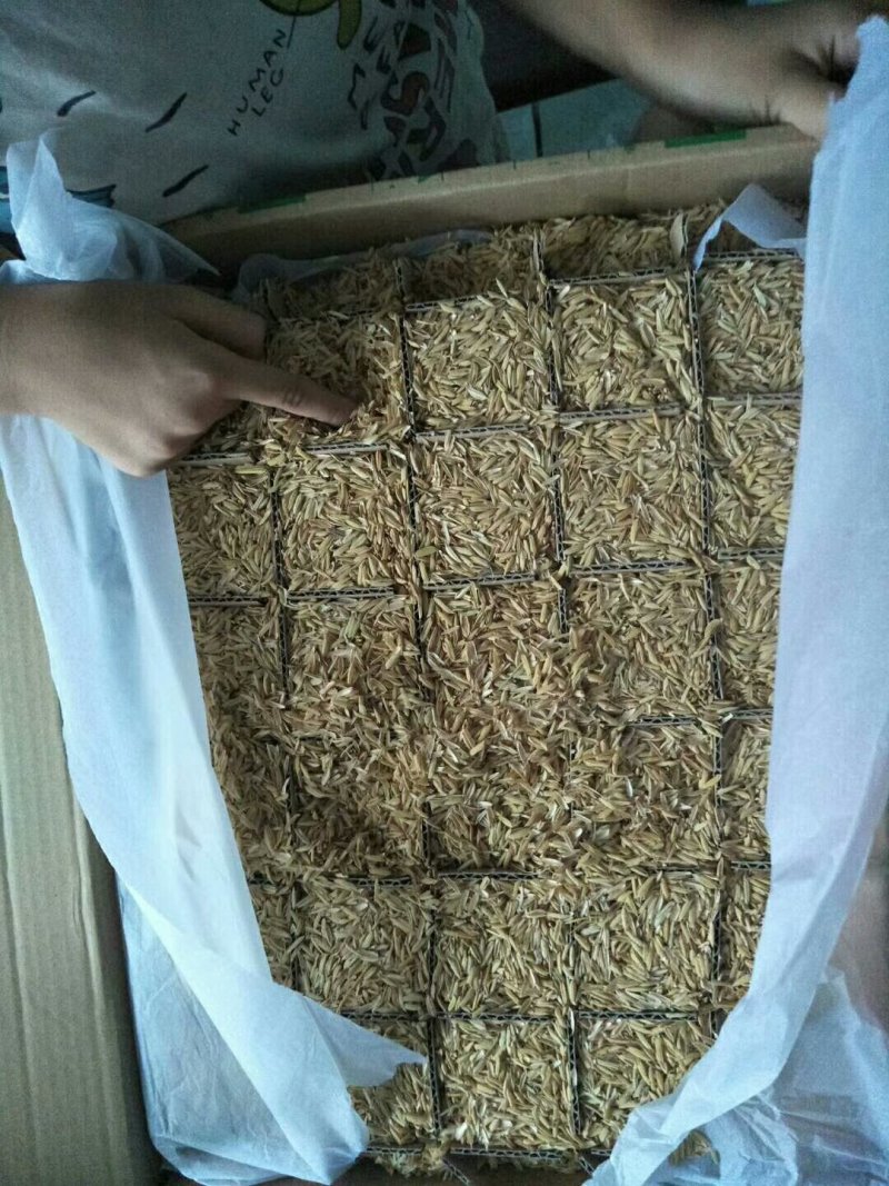 散养青麻鸡