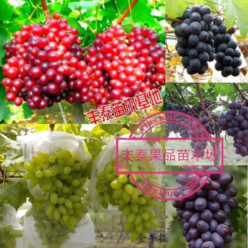 金手指葡萄苗《让农户放心38年信誉》质壮苗纯