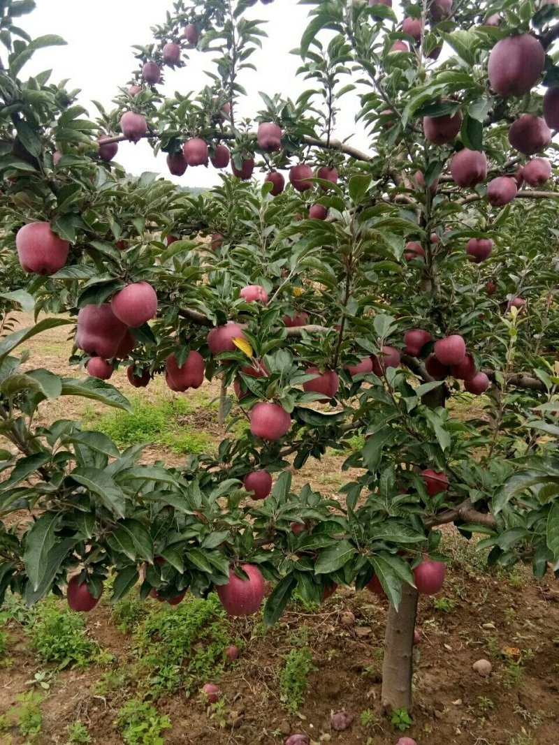 苹果