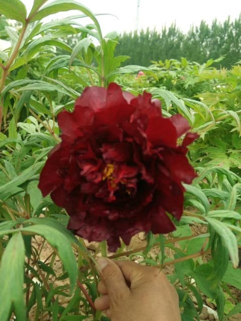 精品观赏牡丹，千层重瓣花，菏泽基地直销，质量好价格低