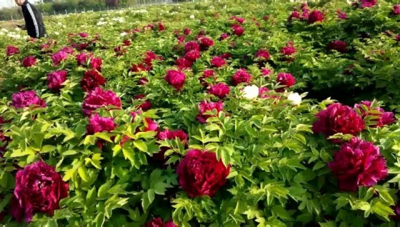 精品观赏牡丹，千层重瓣花，菏泽基地直销，质量好价格低
