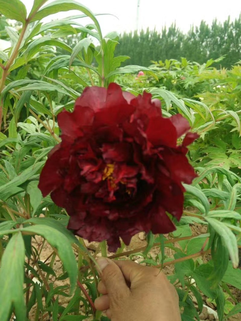 精品观赏牡丹，千层重瓣花，菏泽基地直销，质量好价格低