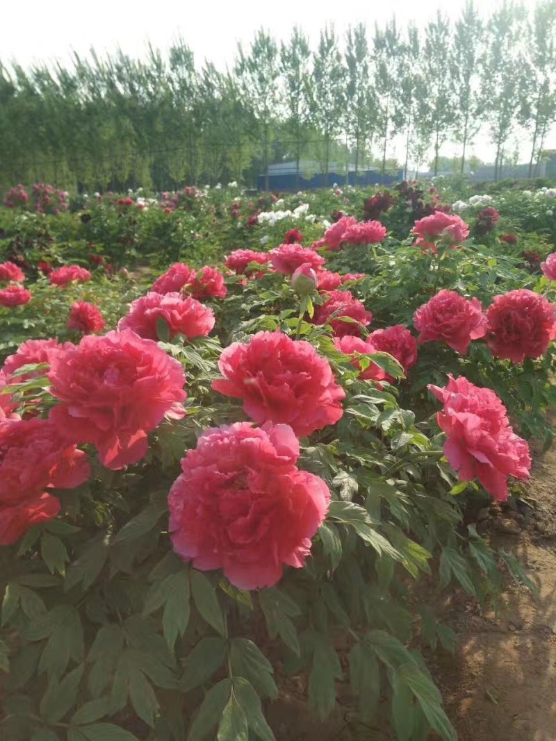 精品观赏牡丹，千层重瓣花，菏泽基地直销，质量好价格低