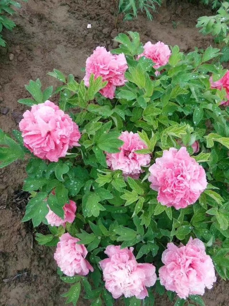 精品观赏牡丹，千层重瓣花，菏泽基地直销，质量好价格低