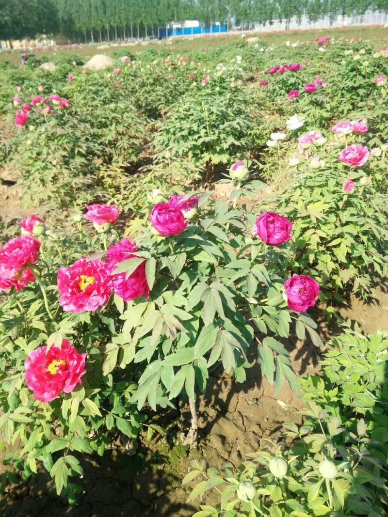 精品观赏牡丹，千层重瓣花，菏泽基地直销，质量好价格低