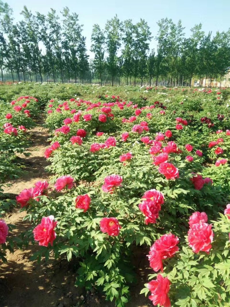精品观赏牡丹，千层重瓣花，菏泽基地直销，质量好价格低