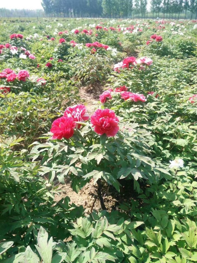 精品观赏牡丹，千层重瓣花，菏泽基地直销，质量好价格低