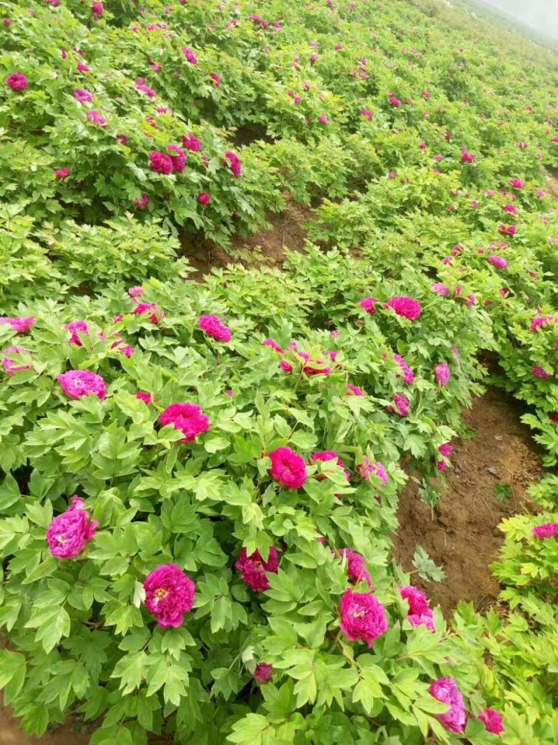 精品观赏牡丹，千层重瓣花，菏泽基地直销，质量好价格低