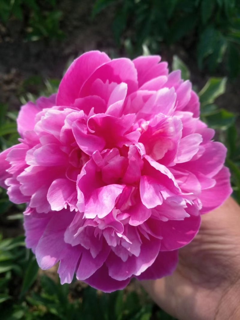 芍药，观赏芍药鲜切花品种，菏泽基地直销，现要现挖，价格低