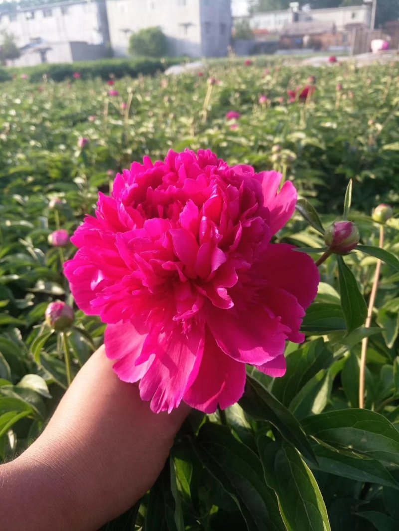 芍药，观赏芍药鲜切花品种，菏泽基地直销，现要现挖，价格低